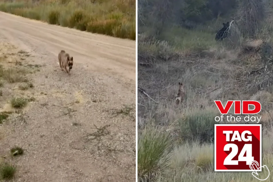 Screenshots from the viral TikTok of Cinch chasing a black bear